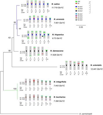 Variation in the Number and Position of rDNA Loci Contributes to the Diversification and Speciation in Nigella (Ranunculaceae)